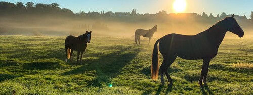 Pferde stehen in der Morgensonne auf einer Weide.