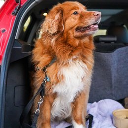 Ein Hund wird für den Transport im Auto vorbereitet.