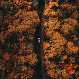 Ein Auto fährt durch einen Herbstwald.